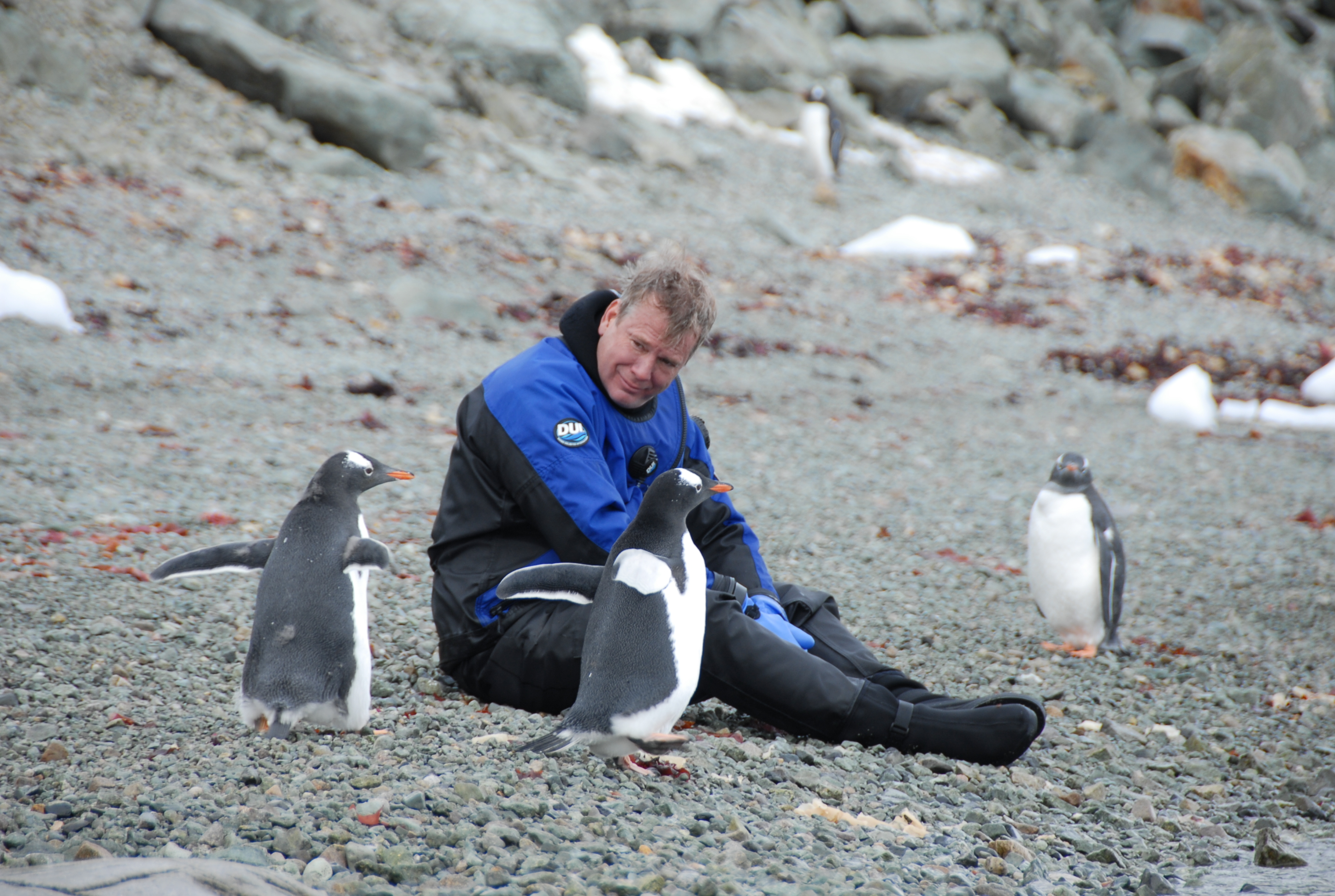 Antarctica - Diver in a drysuit surrounded by penguins on land