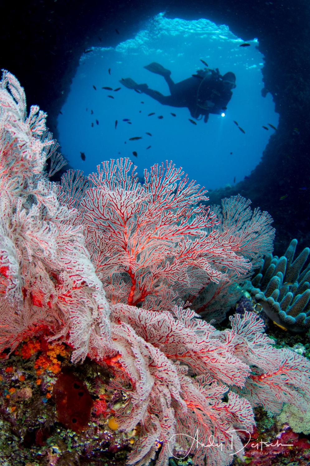 A close up of a coral Description automatically generated