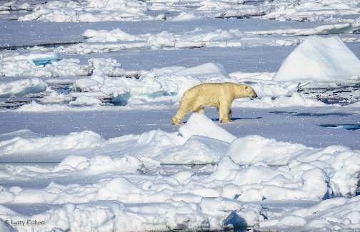 A polar bear in the snow Description automatically generated