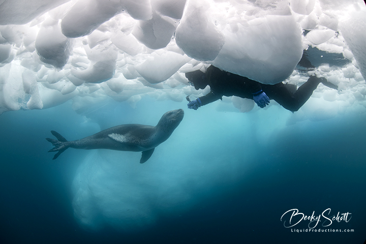 Leopard Seal being filmed under the ice