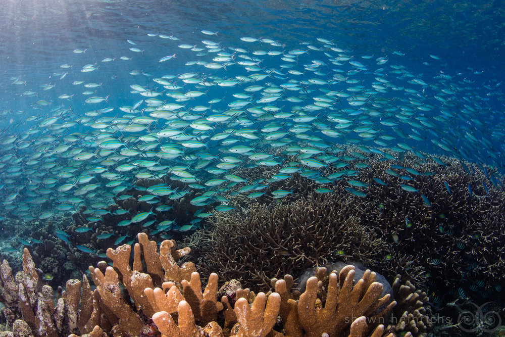 school of fish on reef