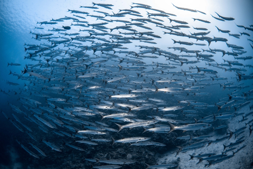 Saudi Arabia - Schooling Barracudas