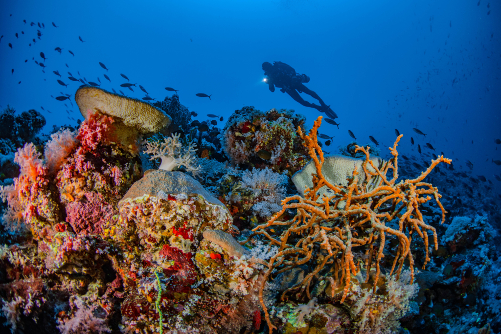 Saudi Arabi - Coral head with Diver