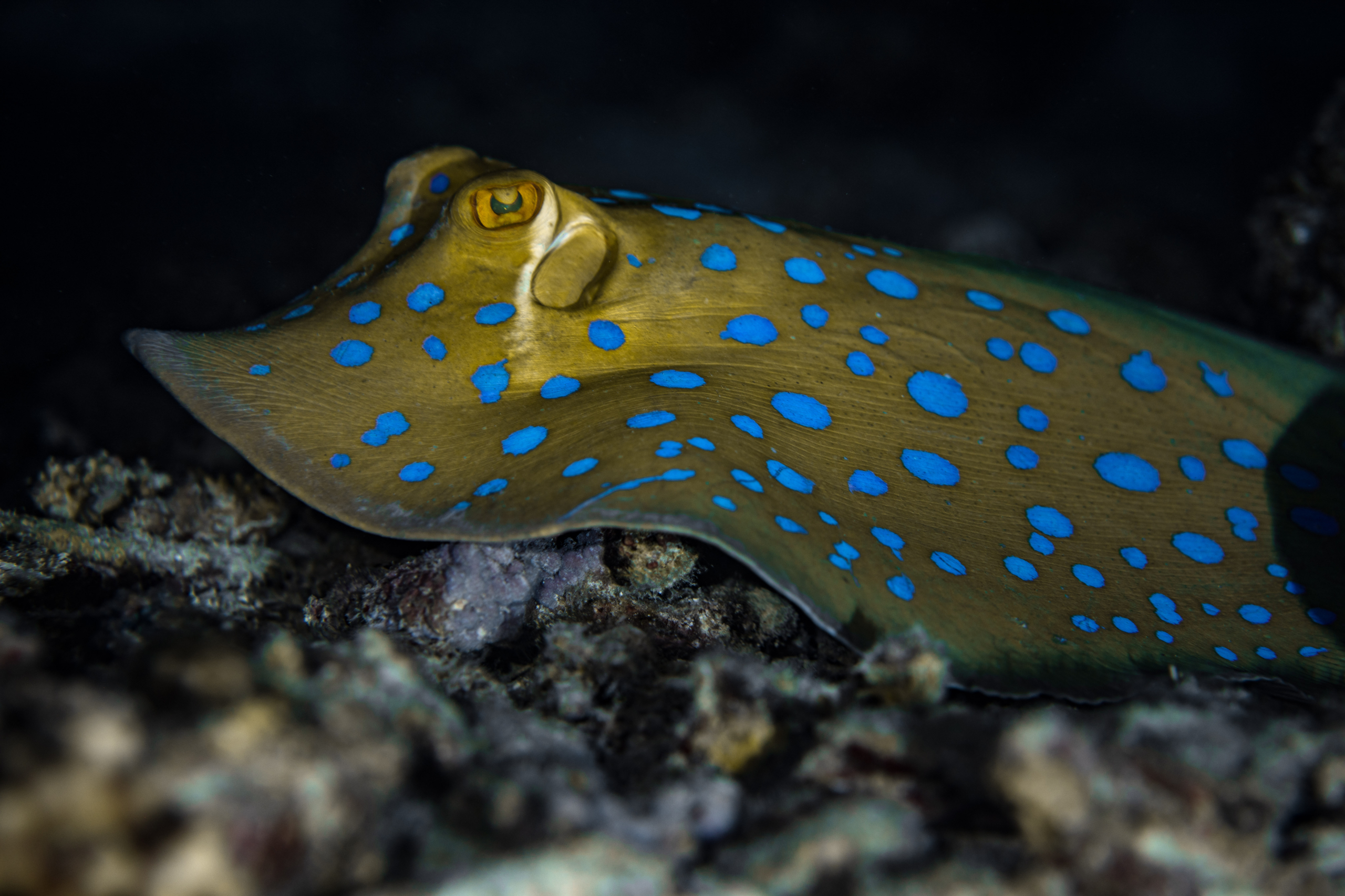 Saudi Arabi - Blue spotted Stingray