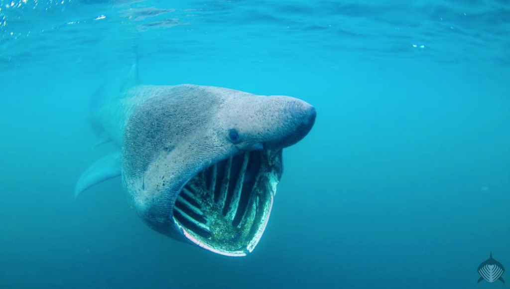Picture of a Basking Shark