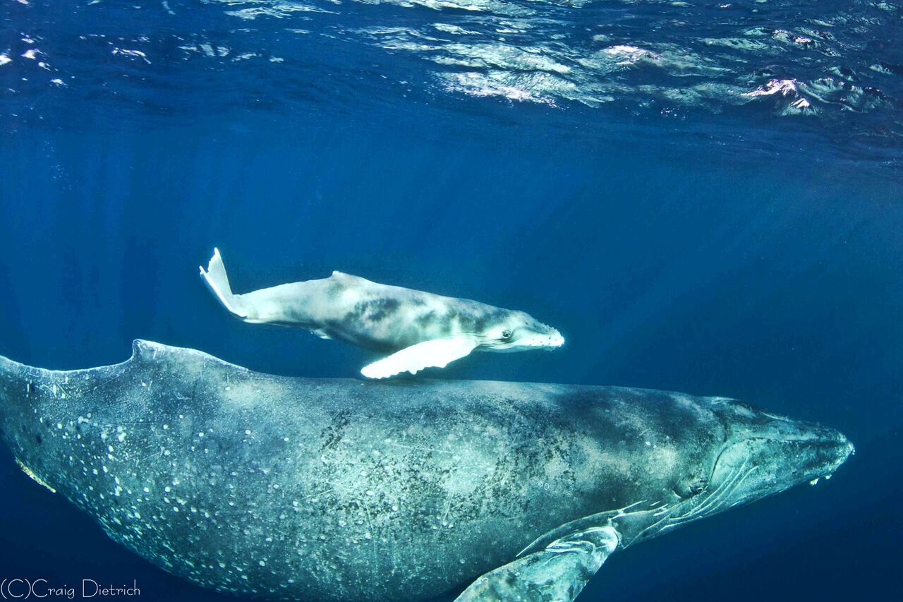 Socorro Island - Blue Green Expeditions