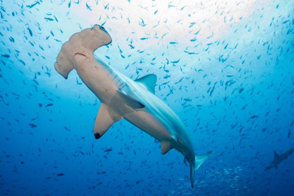 Hammerhead