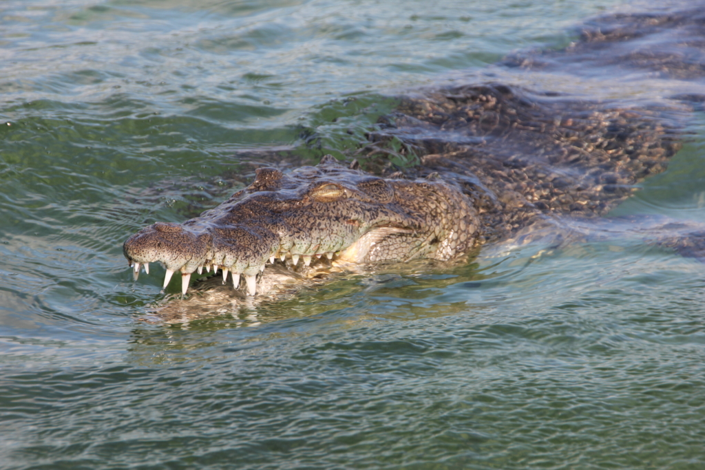 Cuban Crocodile