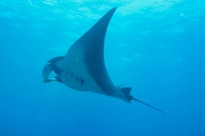 Picture of a Manta