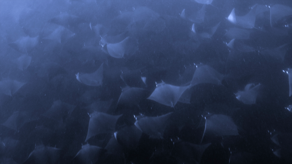 Mobula Migration - Sea of Cortez