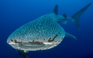 Whaleshark