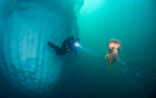 Iceberg, diver, and jellyfish