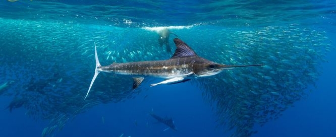 Swordfish and sardine bait ball