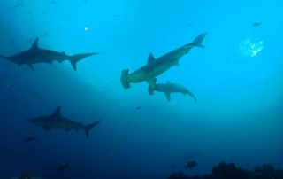 Hammerhead sharks