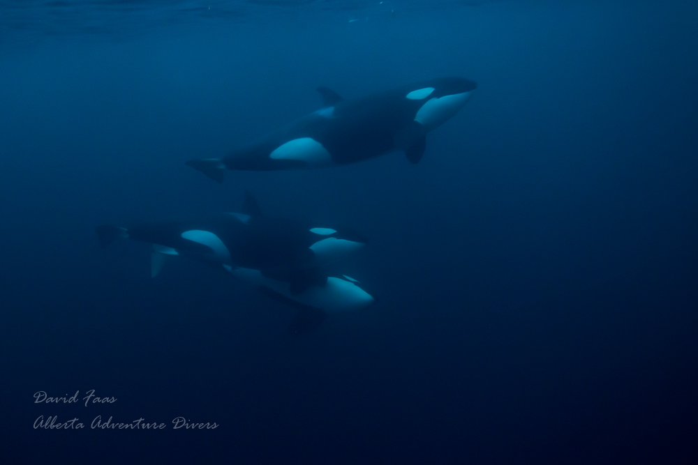 Orcas underwater