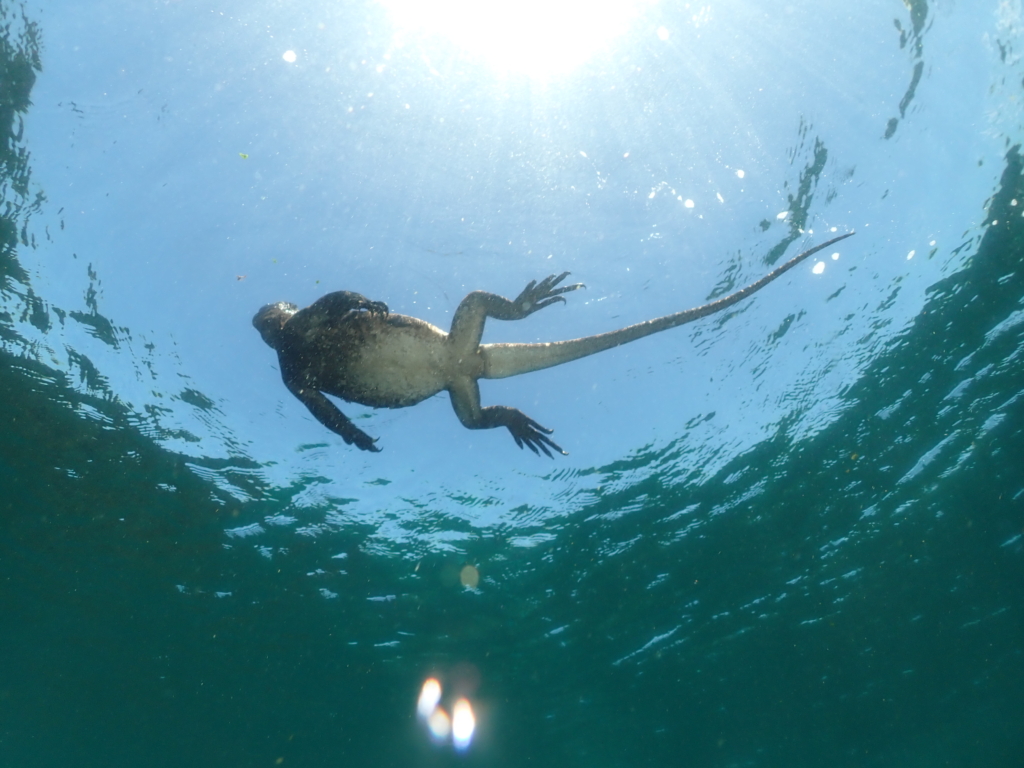 Galapagos Marine Iguana