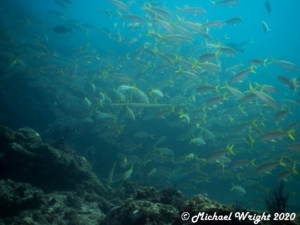 Sea of Cortez - Fish Life