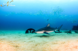 Sea of Cortez - Shark