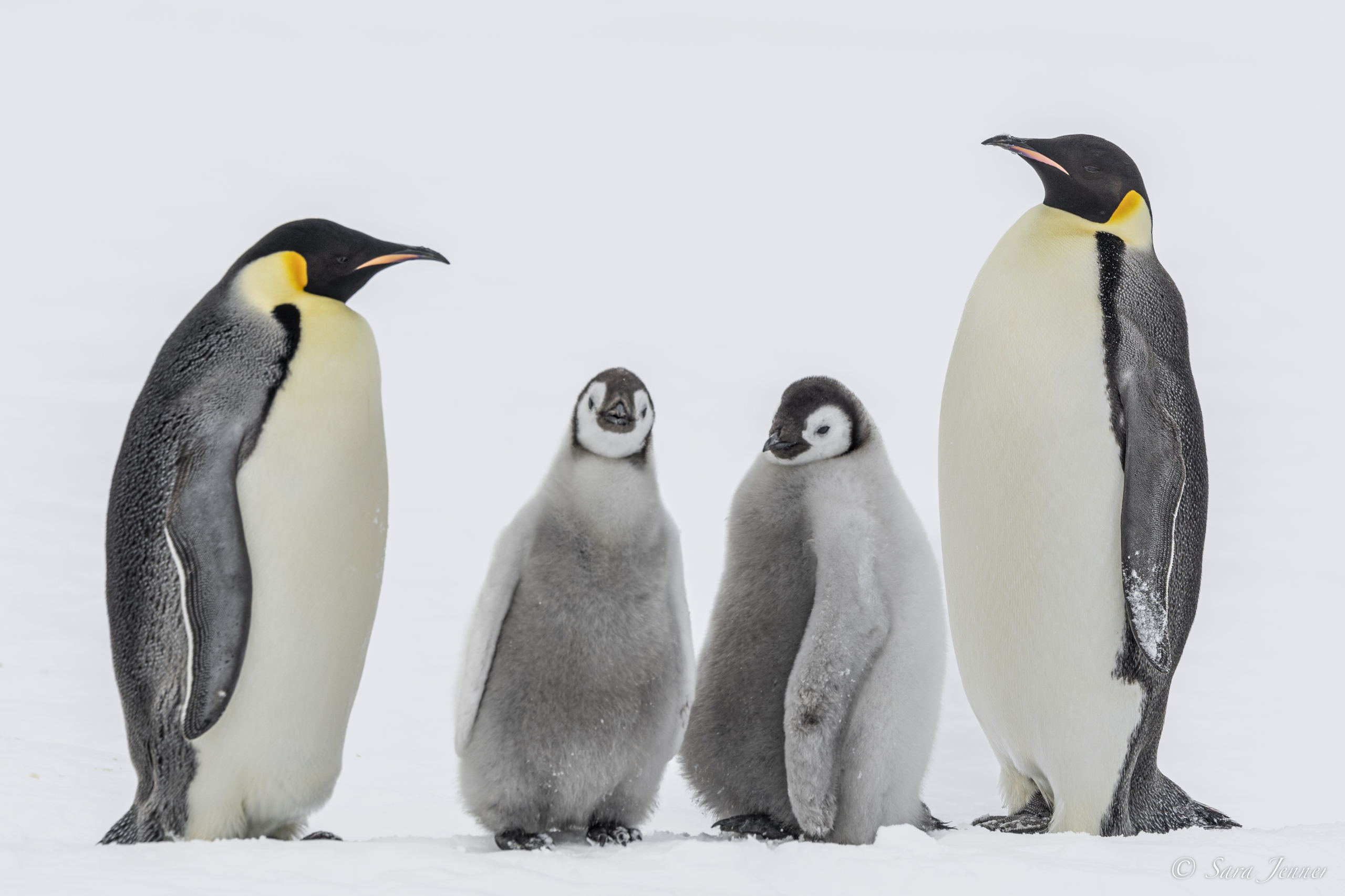 emperor penguins and chicks